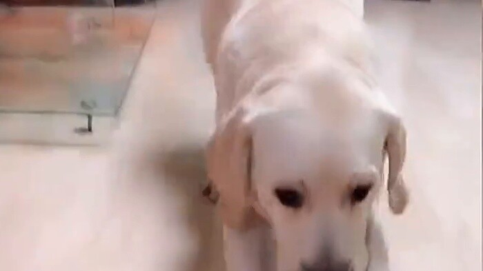 The heartwarming moments of the dog are so loving!