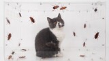 [สัตว์]จะเป็นอย่างไรเมื่อปล่อยแมวในกองแมลงสาบ