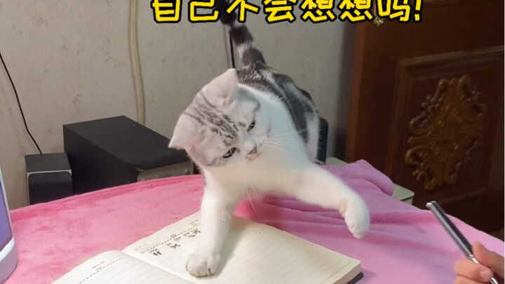 Adik laki-laki: Kali ini aku punya alasan untuk tidak mengerjakan PR, si kucing kecil tidak membiark