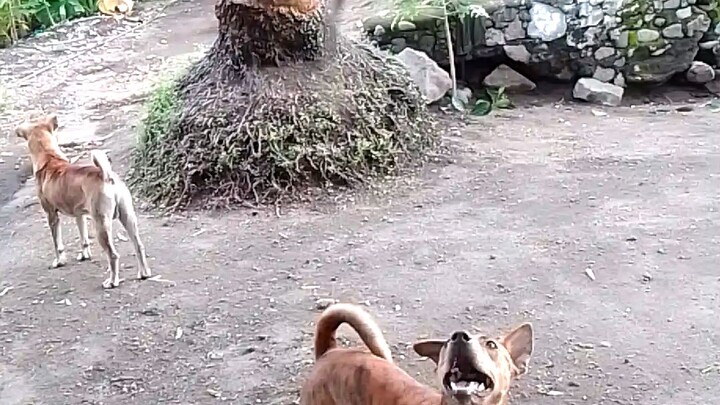 Anjing bermain sama monyet