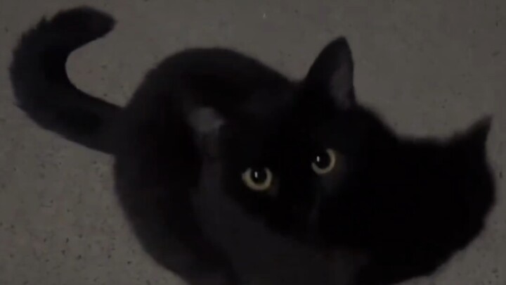 Chú mèo ở nhà ông bà, lần đầu tiên được ra ngoài chơi