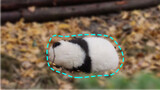 In the pile of silver pine leaves, there are 2 chonky pandas!