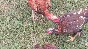 Feeding aseel chicken