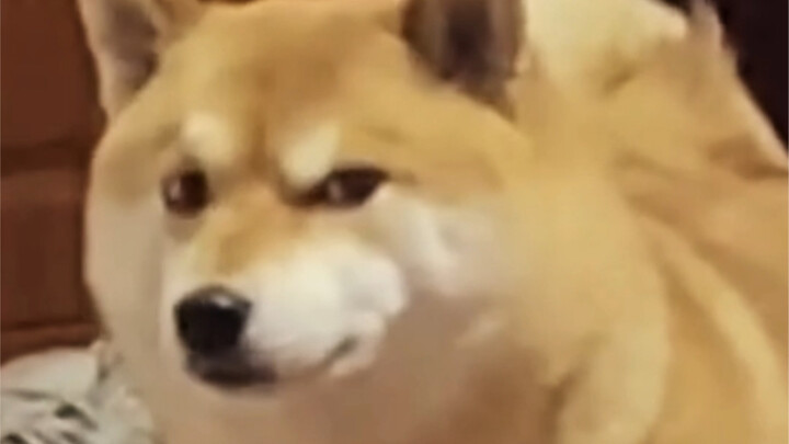 Tak ada cinta, tak ada luka