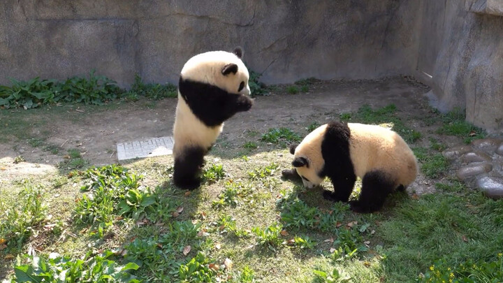 [Panda] Keseharian Xue Bao dan Qian Jin