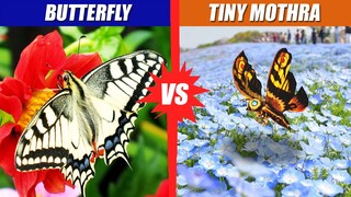 Butterfly vs Tiny Mothra | SPORE