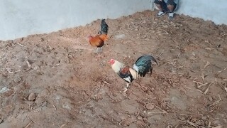 gray vs melsim black