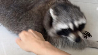 Rakun yang tak bisa berhenti #rakunkecil #rencanadebuthewanpeliharaanimut