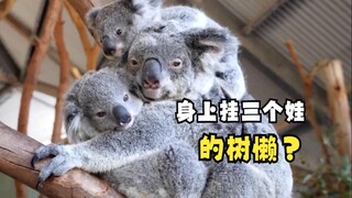 动物父母们爱的方式！