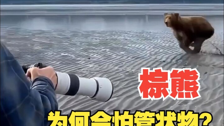 我是棕熊。 直觉告诉我，虽然眼前这个人全身都是破绽，但我感觉我一出手就会被干掉。