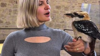 手上站了一只笑翠鸟，头上站了一只角鸮，这是什么神奇的体验..