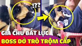 Chỉ vì miếng ăn, chú Chó dở trò 'HAI NGÓN' kiếm tiền đi mua xúc xích vô cùng CHUYÊN NGHIỆP 😂 Gâu Đần