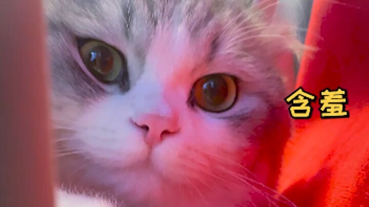 Semalam Nian sering melayani dengan baik, naikkan pangkatnya menjadi Guiren!