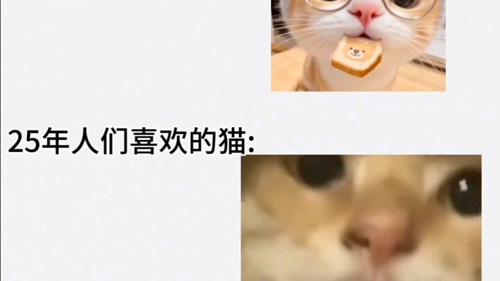 Cats I Liked in 2018 vs. Hakimi I Like in 2025