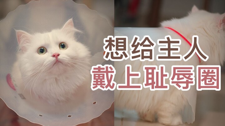 Muốn đeo cả vòng nhục nhã cho chủ nhân của tôi nữa