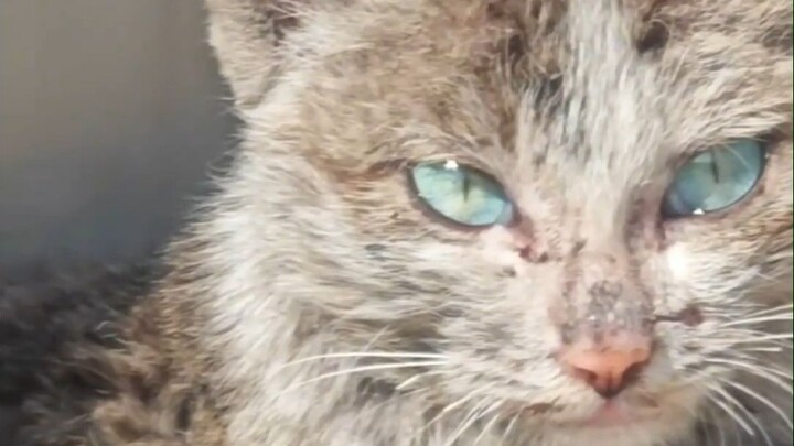 “The sapphire has been deemed a fake; it’s her eyes that are the genuine article.”