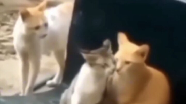 ???
