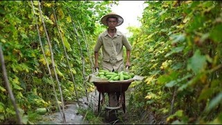 Hái Bí Về Làm Trà Bí Đao Và Món Hấp Lạ Miệng | squash tea