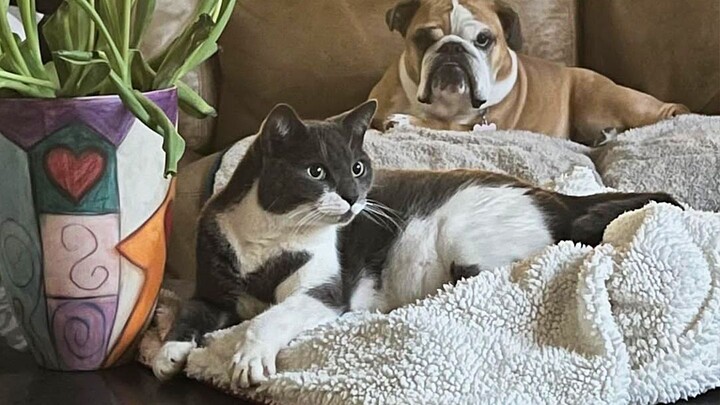 The social butterfly kitten makes friends and, along the way, finds herself a home.