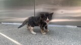 [Cats] Picked Up A Stray Kitten Almost Caught In The Elevator