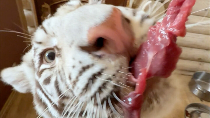 أذكى 🦓 على الإنترنت، تعال وقاتل إذا كنت لا توافق