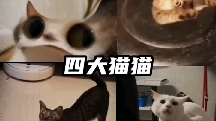 สี่แมวน่ารัก