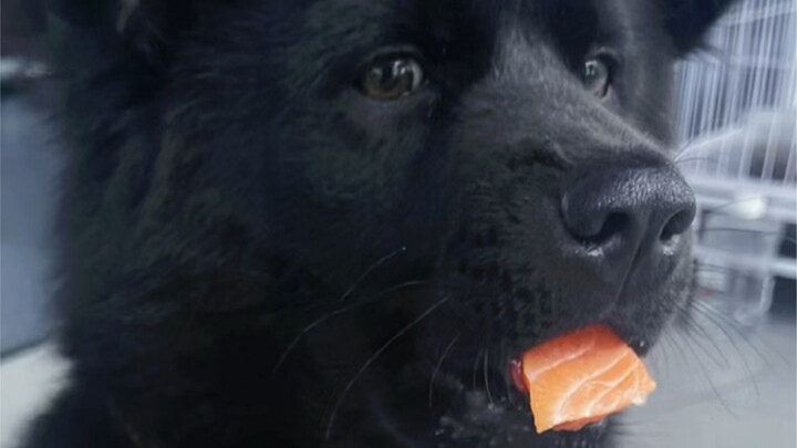 Jangan bilang lagi kalau anjing pedesaan tumbuh dengan bakat wajah yang membara! (Kelanjutan pertumb