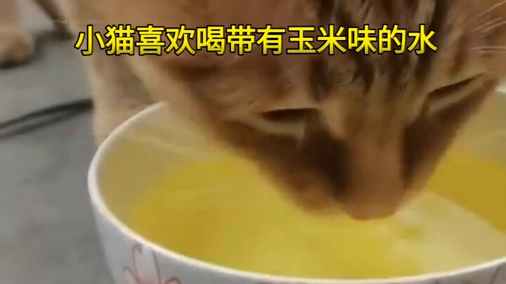 Kucing kecil suka minum air yang beraroma jagung
