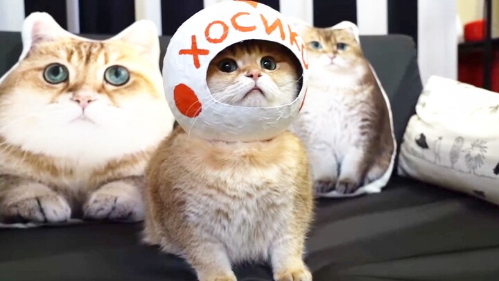 Not every cat can become an astronaut!