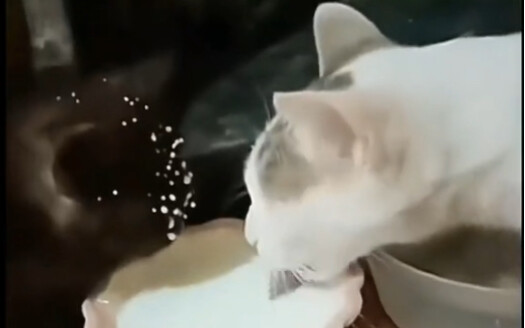 SUSU
