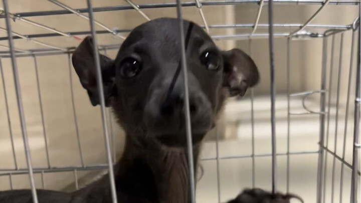 This stinks way too much…