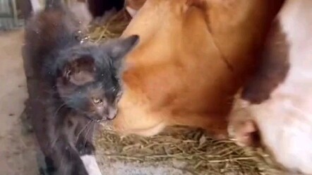 From Tiny Kitten to Sly, Calculating Cat: A Transformation in Just One Video