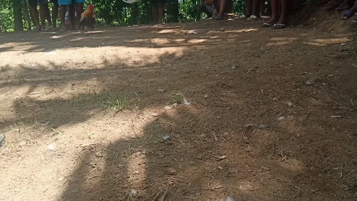 Bangkas (Lose)