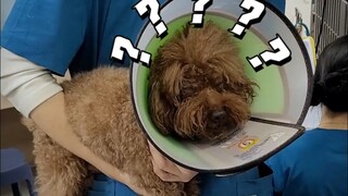 How is pet eye surgery performed?