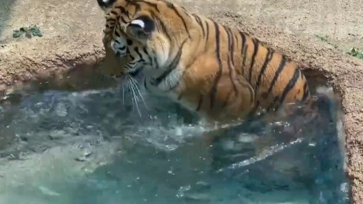 The tiger jumped in fright at its own tail!