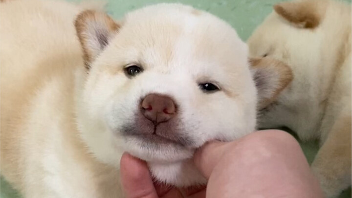 What level is my dog language?