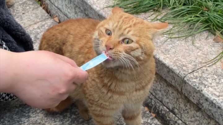 Hei, memelihara kucing seperti ini benar-benar memberikan nilai emosional yang luar biasa!