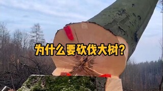 Why do we cut down large trees? #Science #Relaxing #Lumberjack #CuttingTrees #Trivia