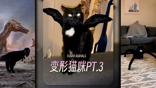 变形猫咪PT.3