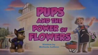 Paw patrol Musim 11 Episode 20 Original