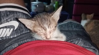 OMG😲1 MONTH OLD LITTLE CUTE CAT IS ON MY JUNJUN♥️🐱 |CAT LOVER|Cat Needs Love?Wacth Till the End😅