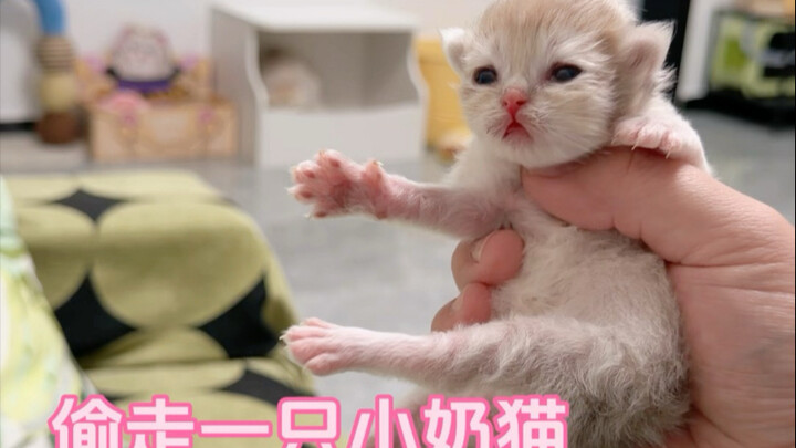 หลังจากขโมยลูกแมวน้อยไป ปฏิกิริยาของแม่แมวก็ช่างน่ารักเสียจริง!