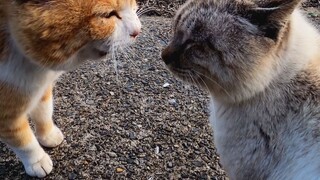 Lão Tử đi về hướng đông và nhìn thấy hai chú mèo con đang tranh cãi về mặt trời. Ông hỏi họ tại sao.