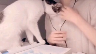 Mèo: Để tôi xem nào, để tôi xem nào!