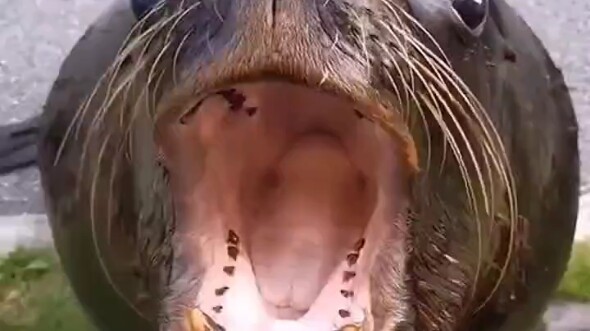 Incredible appetite—swallowed it in one bite!