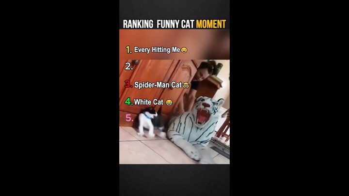 The best funny cat moments