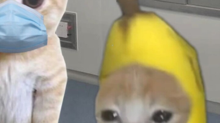 Banana Cat Is Performing a High-Stakes Surgery