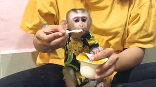 Feeding Mino Monkey yogurt