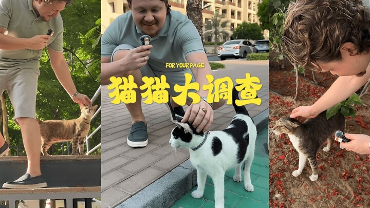 Random Survey: Are Street Cats Friendly or Not? ❤️💔