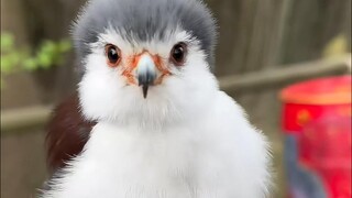 Raptor×｜Cute Bird√